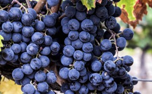 Vins i Olis Suñer - Vins amb denominació d’origen DO Tarragona - varietat Merlot provinent de l’Agricultura Ecològica - Certificats pel Consell Català de producció Agrària Ecològica (CCPAE) -Treballem amb les varietats Merlot i Macabeu